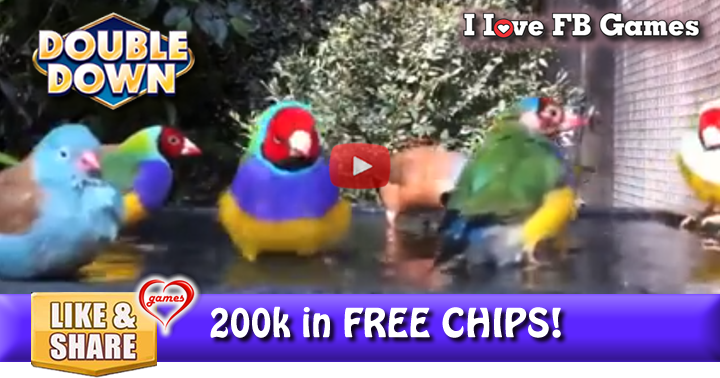 finches-bathe-2