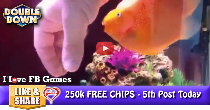 goldfish-cuddly-2