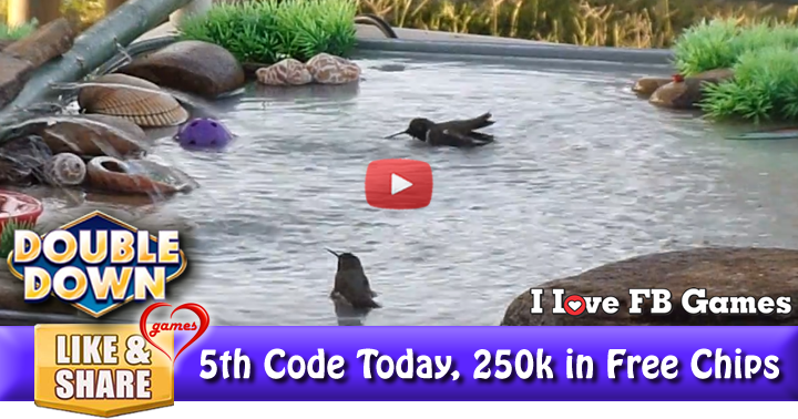 hummingbird-oasis-2