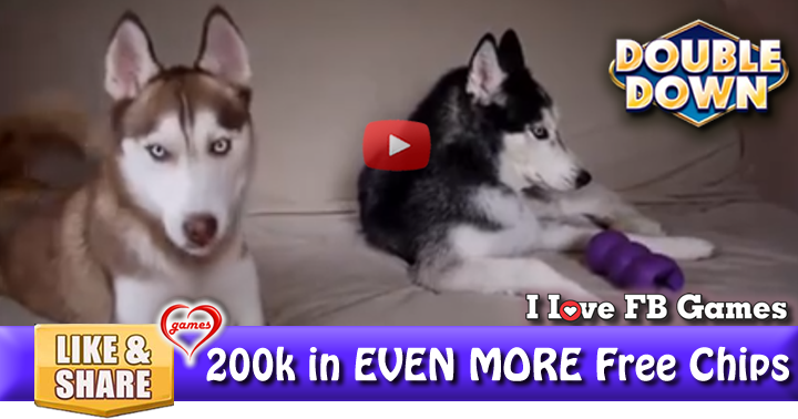 huskey-talk-2
