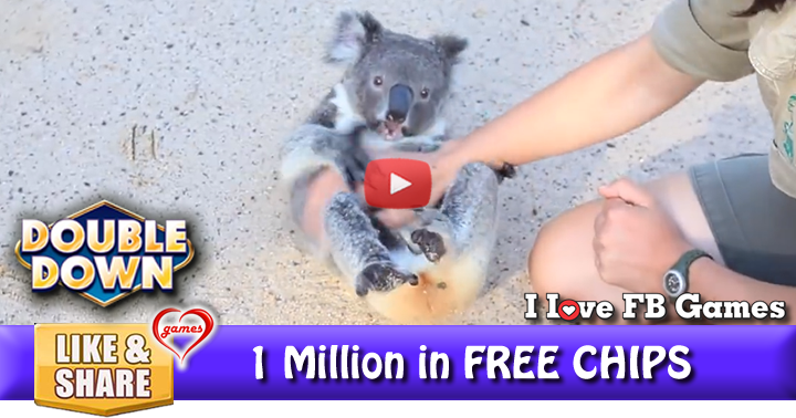 koala-belly-rub-2