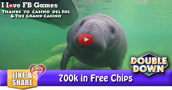 manatee-tour-2