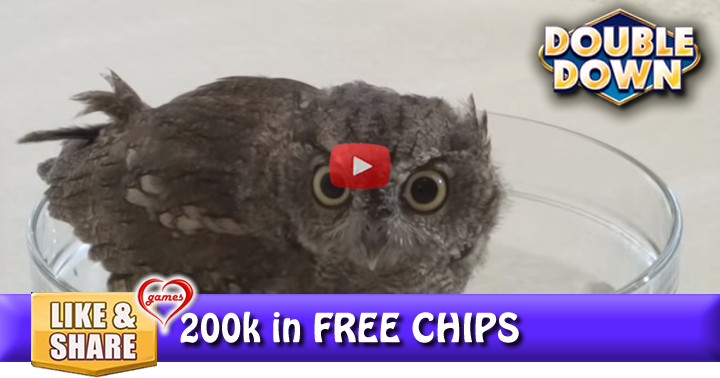 owl-bath-2