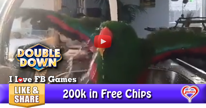 parrot-bath-2