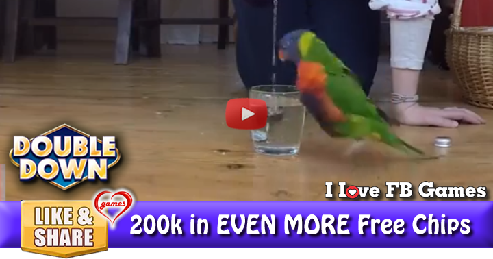 parrot-water-dance-2