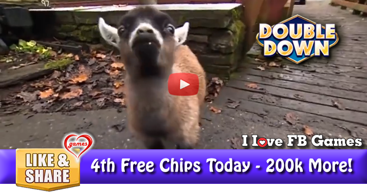 pygmy-goat-2