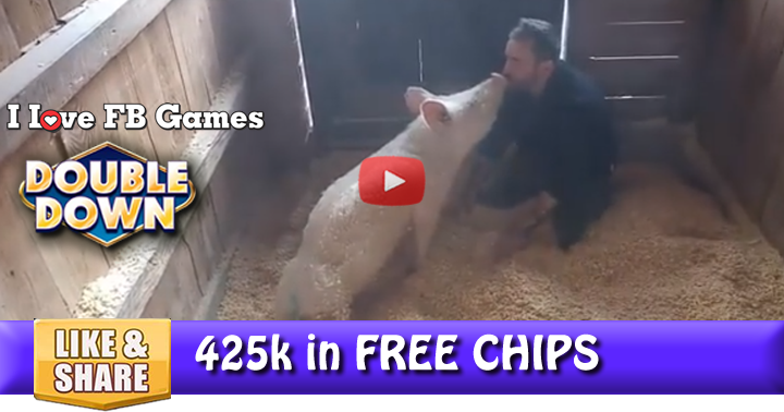 rescued-pig-2