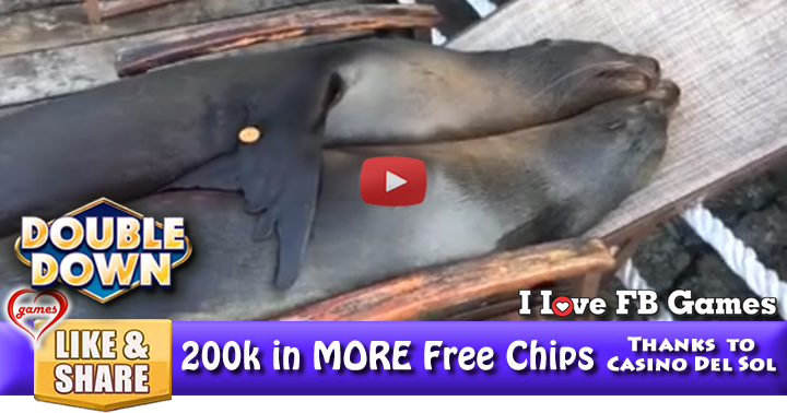 seals-hug-2