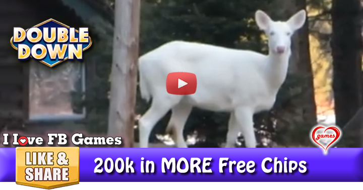 white-deer-2