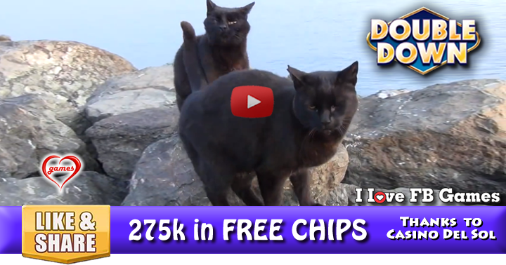 2-cats-2