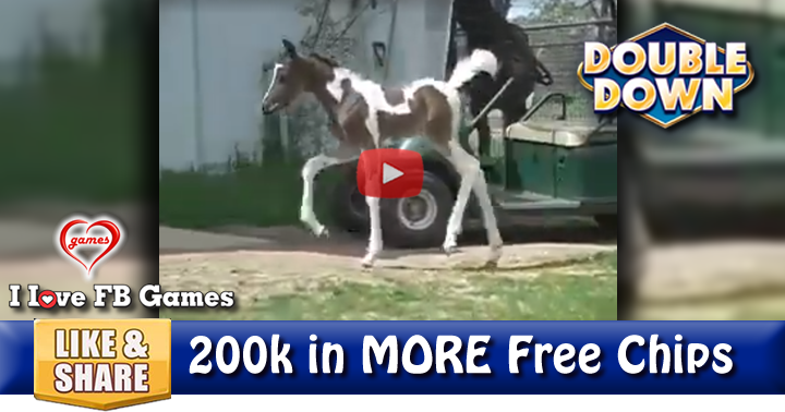arabian-foal-2