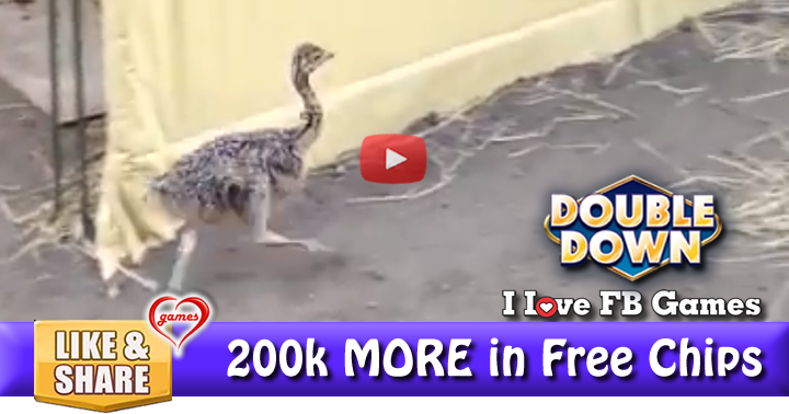 baby-ostrich-2