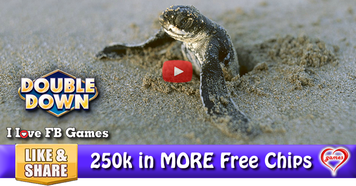 baby-turtles-2