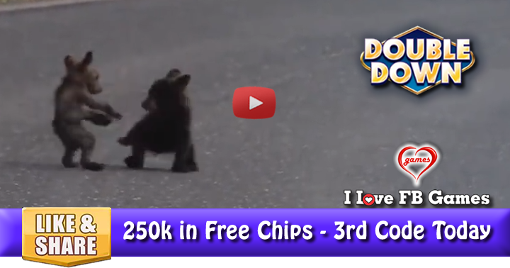 bear-cubs-playing-2