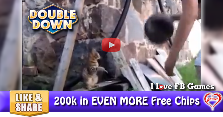 cat-basketball-2