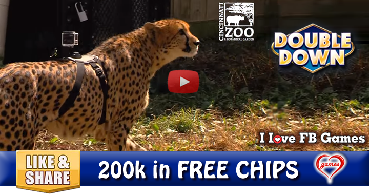 cheetah-run-3