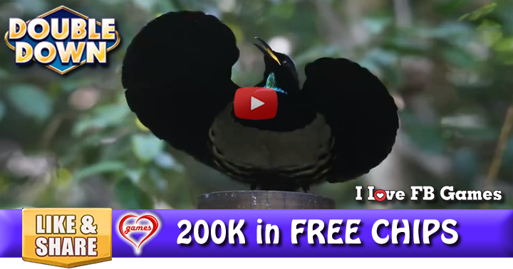 dancing-bird-2