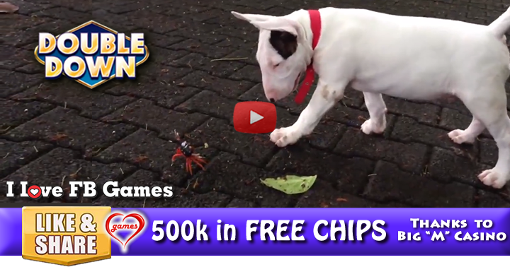 dog-crab-2