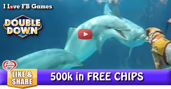 dolphind-service-dog-3