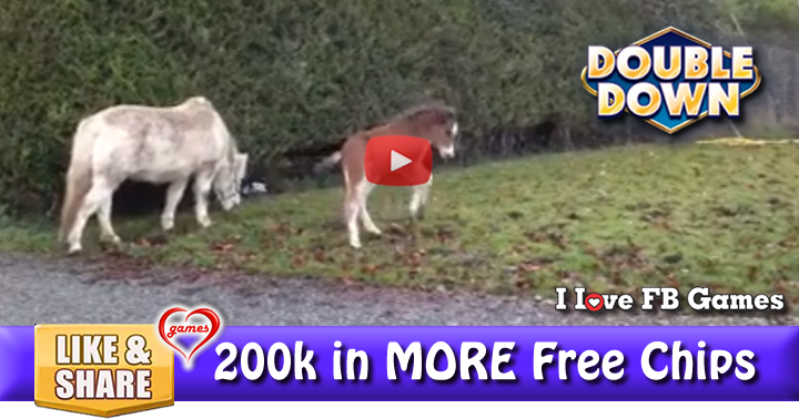 frisky-foal-2