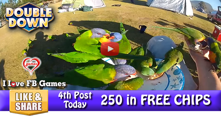 lorikeet-picnic-2