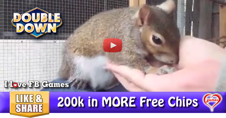 squirrel-fun-2