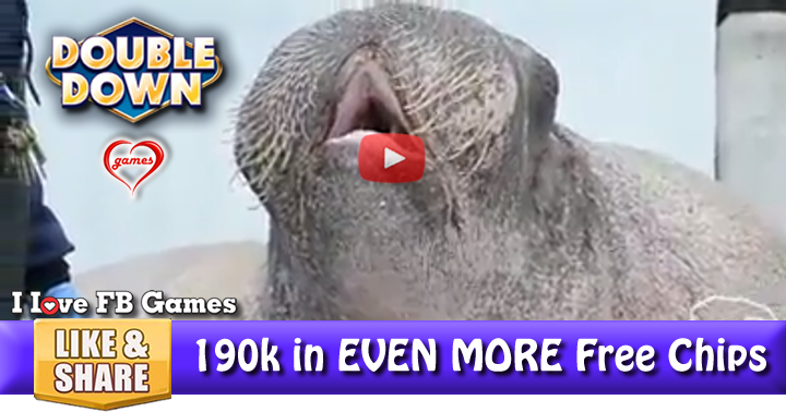 vocal-walrus-2