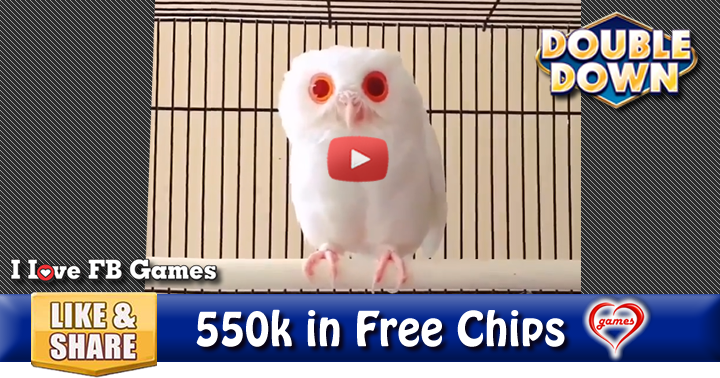 albino-owl-2