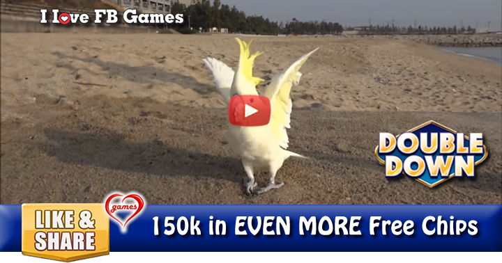 aussie-beach-cockatoo-2