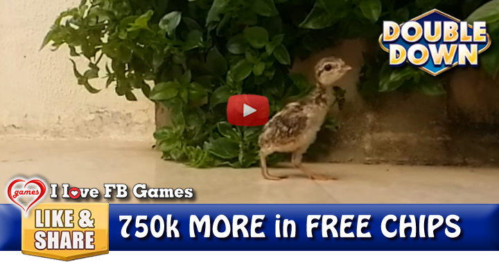 baby-partridge-2