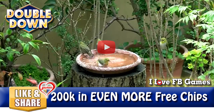 bird-bath-zen-2