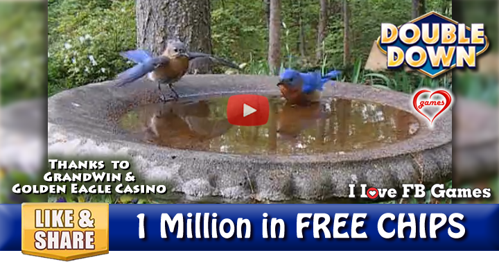 bluebirds-bathe-5