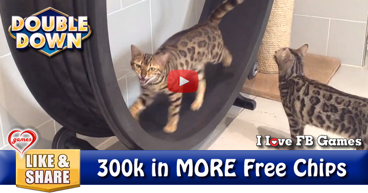 cat-treadmil-2