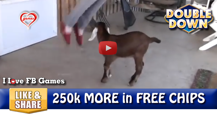 dancing-goat-2