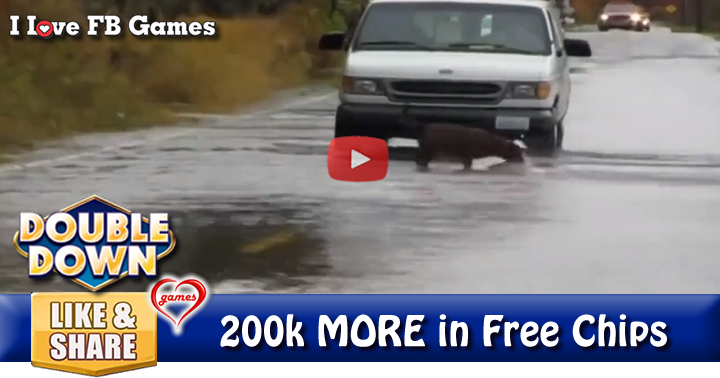 dog-fishing-2