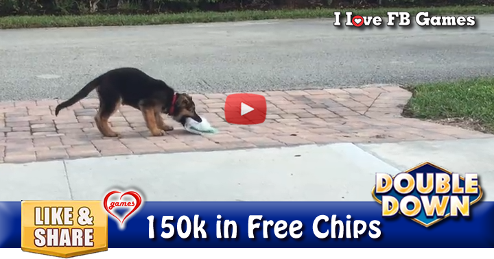 dog-news-2