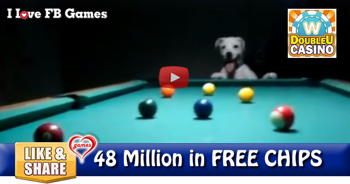 dog-poolshark-2