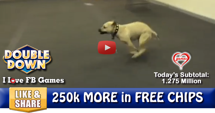 dog-zoomies-2