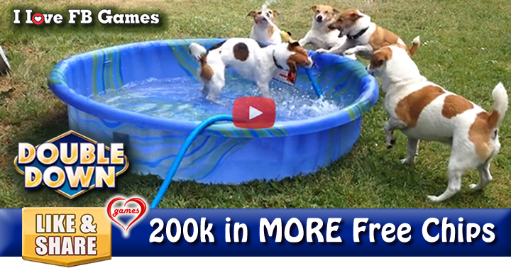 doggie-pool-2
