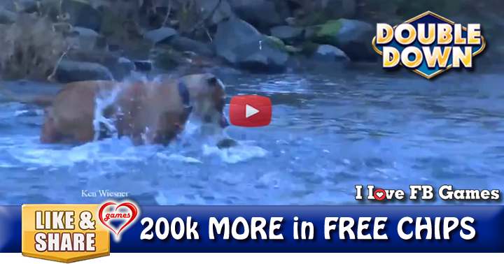 fishing-dog-2