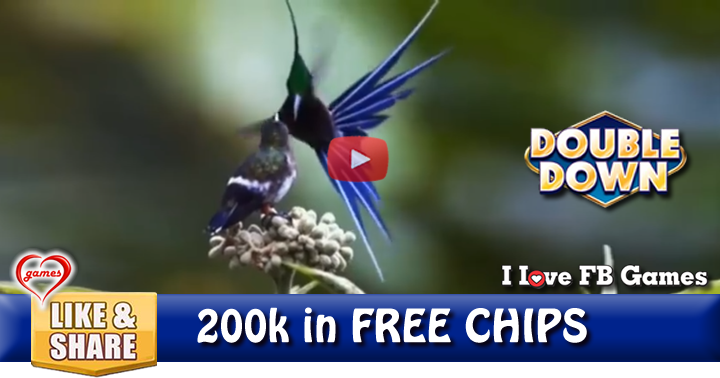 hummingbird-dance-2