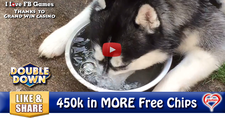 husky-bubbles-2
