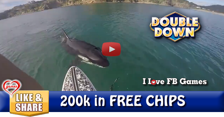 paddleboard-orca-2