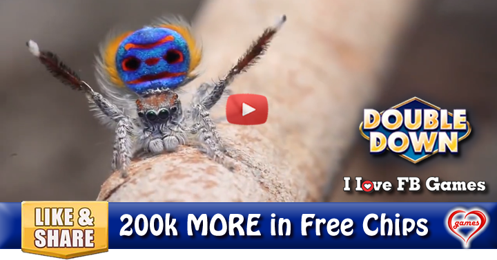 peacock-spider-2