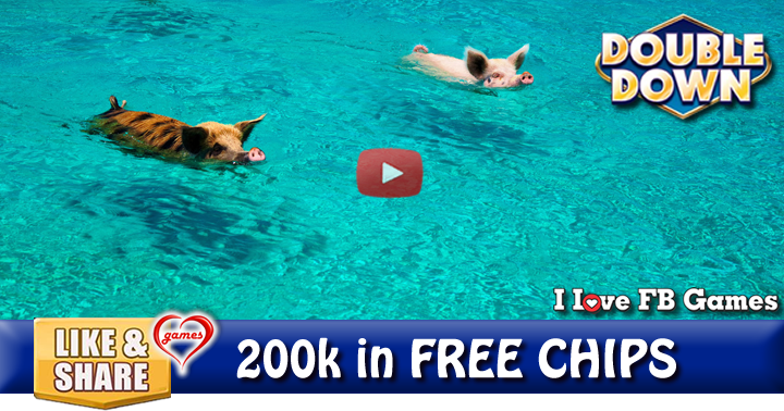 pig-beach-2