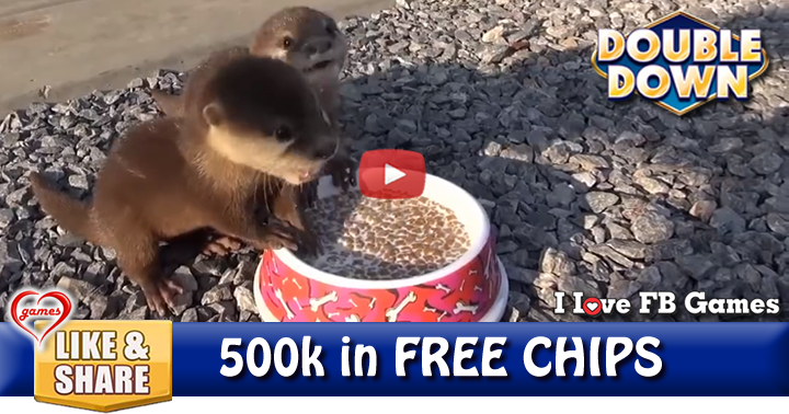 rescued-baby-otters-2