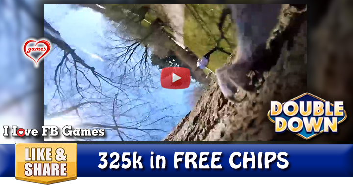 squirrel-gopro-2