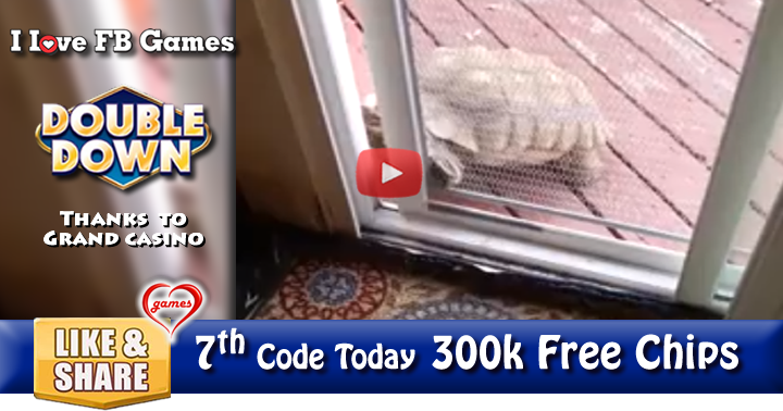 turtle-door-2