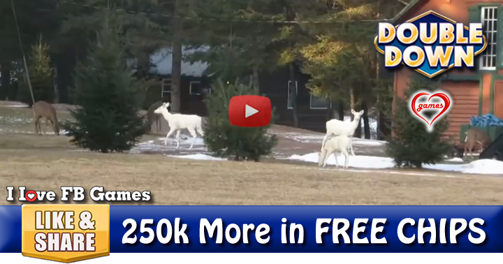 3-albino-deer-2