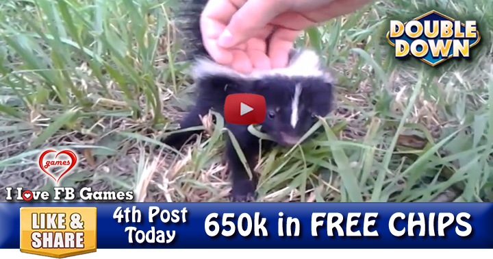baby-skunk-3